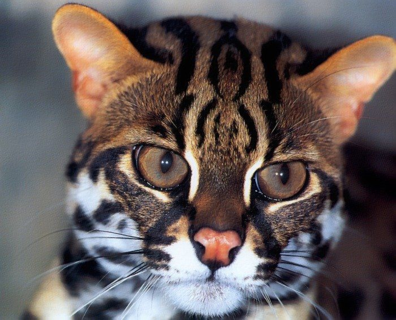Prionailurus bengalensis large Prionailurus bengalensis large